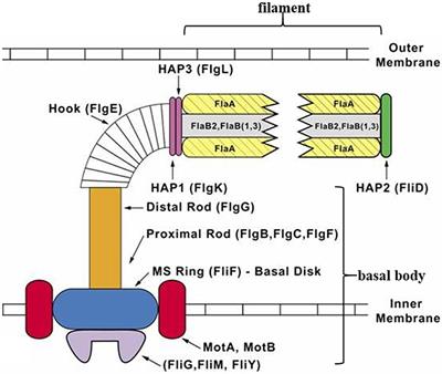 The Role of Treponema denticola Motility in Synergistic Biofilm Formation With Porphyromonas gingivalis